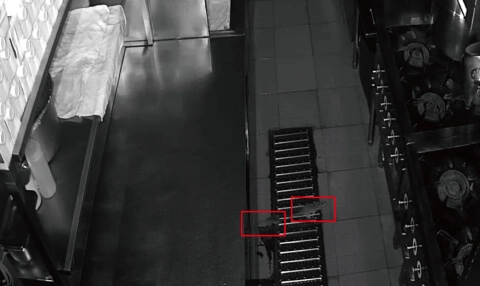 Kitchen Rat Detection