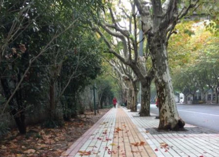 Earthone Dubai Side road